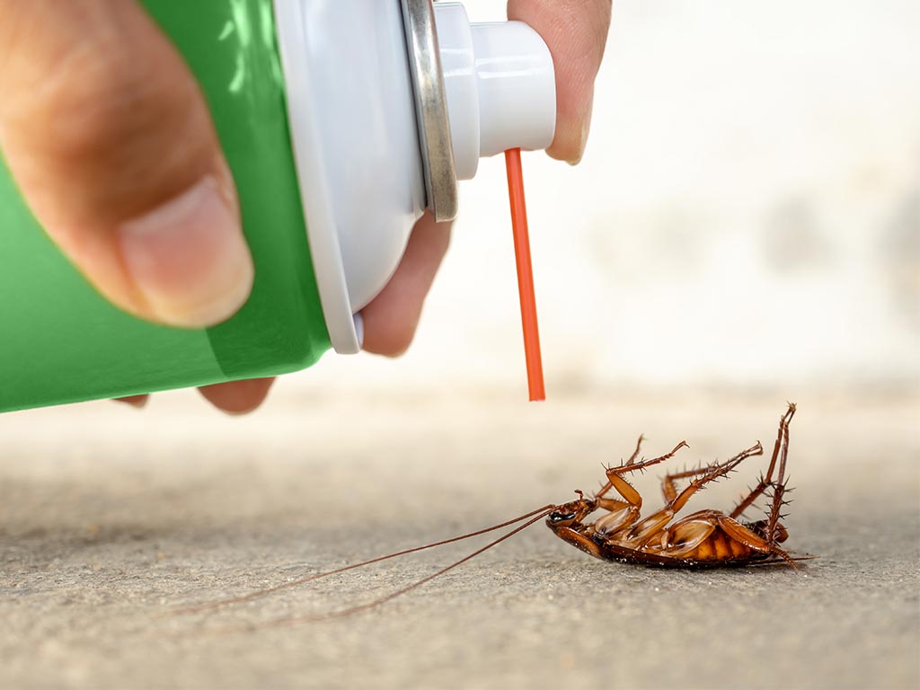 control plagas y parásitos en Alicante