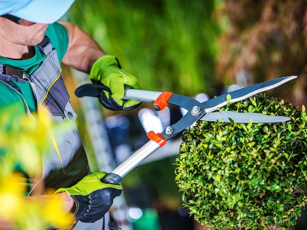 mantenimiento de jardines alicante