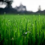 un buen mantenimiento de jardines en elche