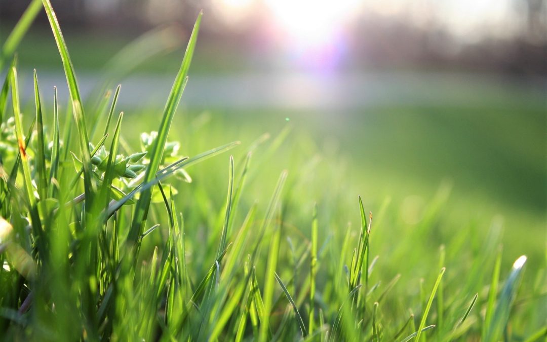Cuida tu jardín después del desgaste del verano