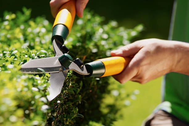 Poda de jardines. Prepara tu jardín para la primavera.